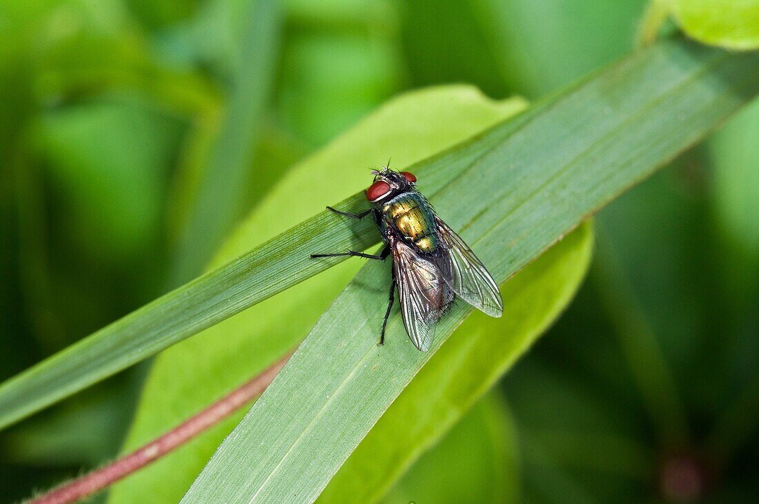 Greenbottle Fly Perched