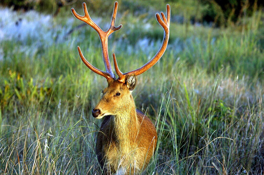 Barasingha Central Hardground or Swamp Deer Cervus Duvaucelii Branderi in Kanha National Park, Madhya Pradesh, India