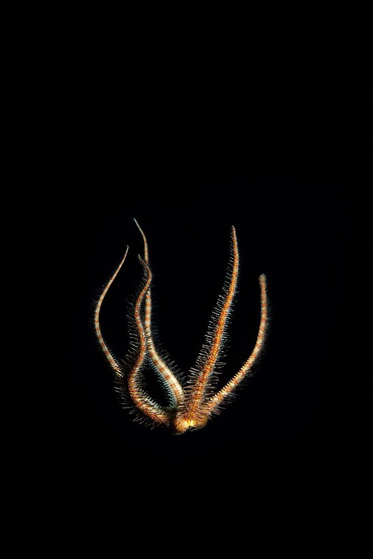 Spiny Brittle Star Ophiothrix spiculata falling underwater at Anacapa Island, California Channel Islands National Park