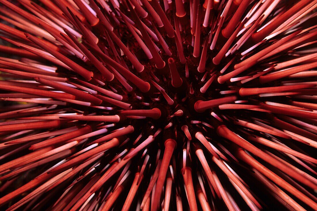 Red Sea Urchin Stronglyocentrotus franciscanus on Santa Cruz Island in the California Channel Islands National Park