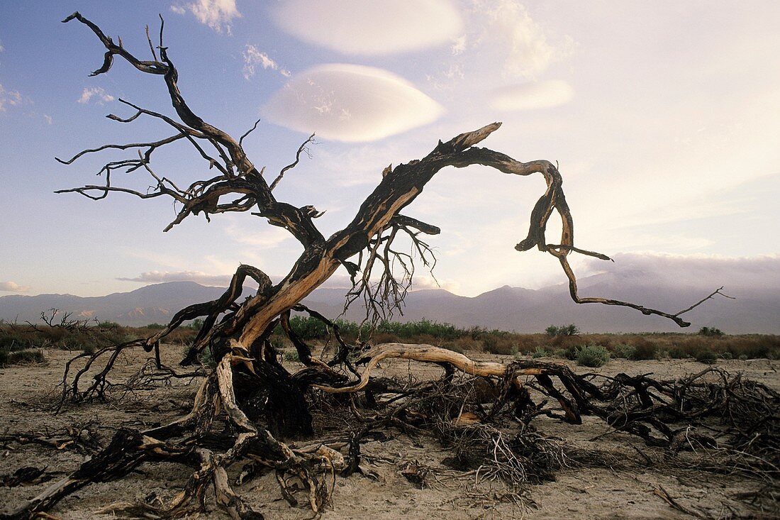Dead tree after desert fire with Lenticular altocumulus clouds near Coachella, California, USA