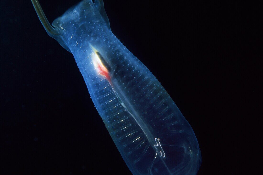 Bioluminescent pelagic Salp Thetys vagina off of Santa Cruz Island, California Channel Islands