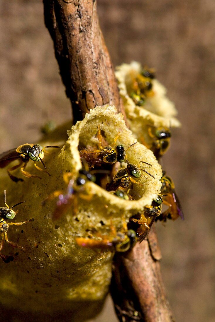 Wasps working on their hive in Rincon de la Vieja National Park, Costa Rica