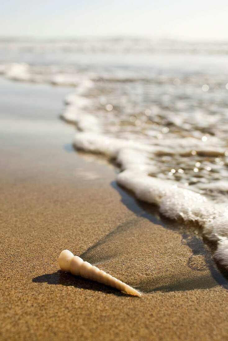 Sea foam and seashell washed onto the shore of Parque Nacional Marino las Baulas in Playa Grande, Costa Rica