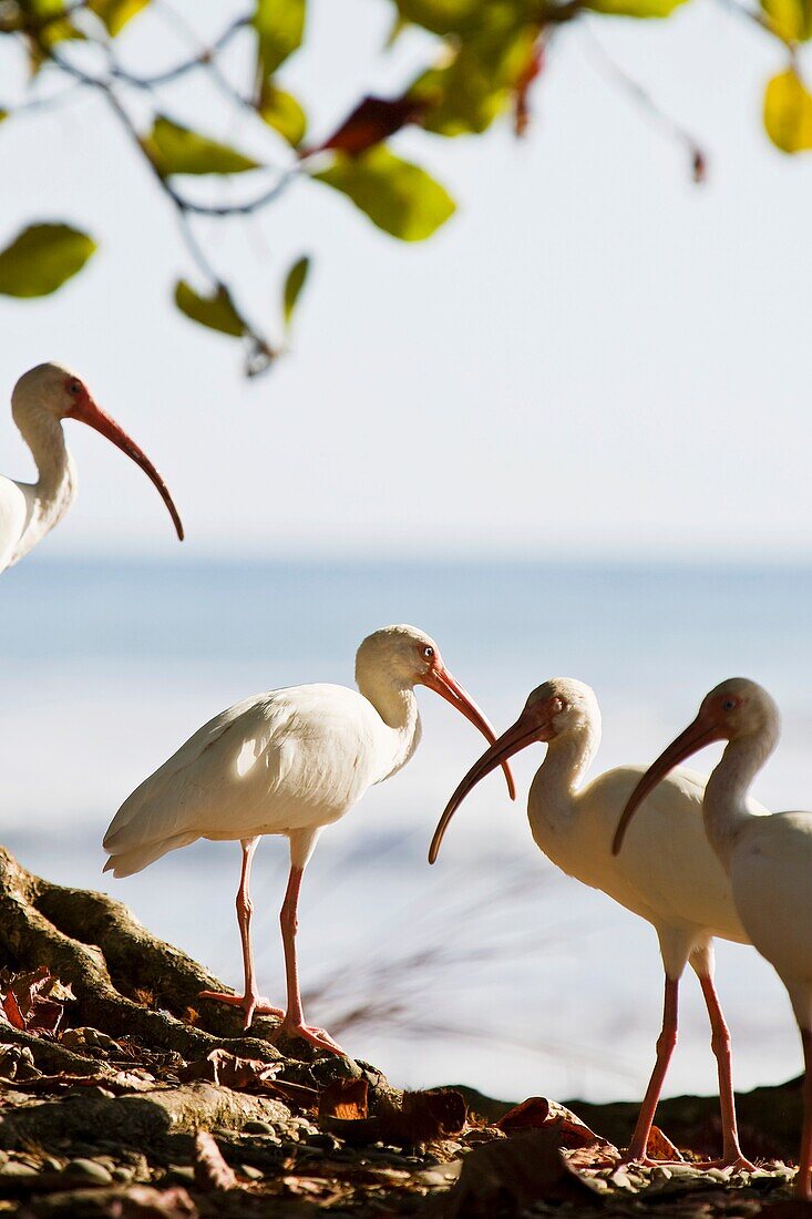 Group of White Ibis Eudocimus albus standing in front of the shore in Dominical, Costa Rica