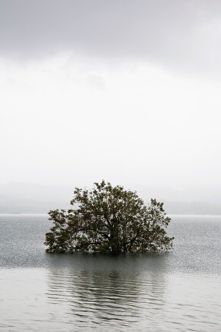 Tree flooded by the expanding waters of Lake Arenal, Costa Rica