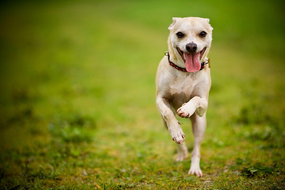 Happy dog running down a path in a green field of grass  Chihuahua mix