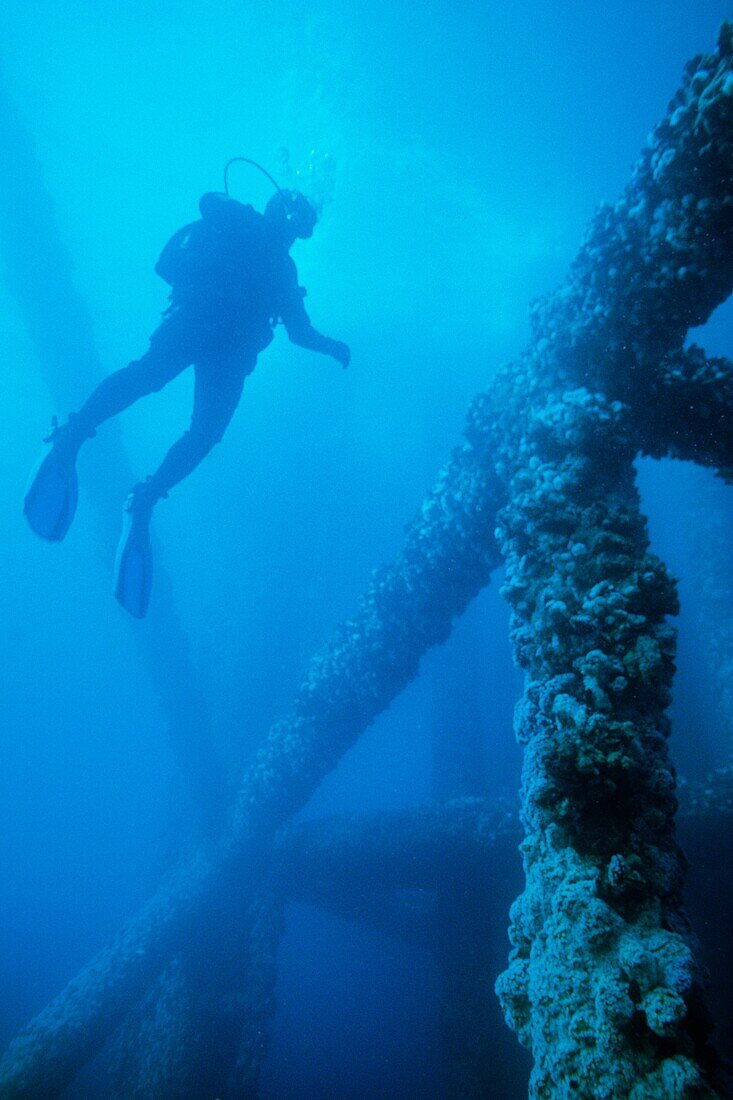 Diver examining artificial reef formed on the piling of oil Platform Grace off of the California Coast