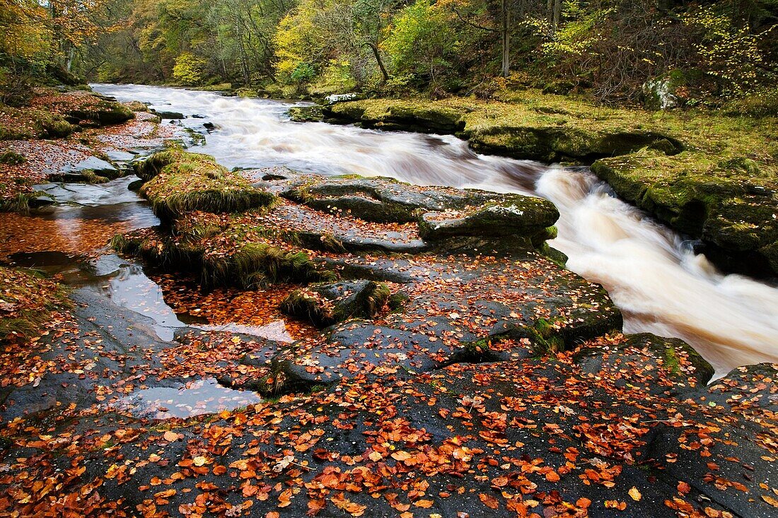 The Strid on the River Wharfe in Full Flow After Heavy Rain Yorkshire Dales National Park England