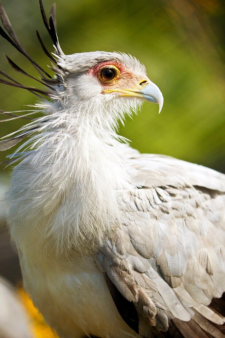 Tampa FL - Nov 2008 - Secretary Bird sagittarius serpentarius in captivity at Lowry Park Zoo in Tampa, Florida