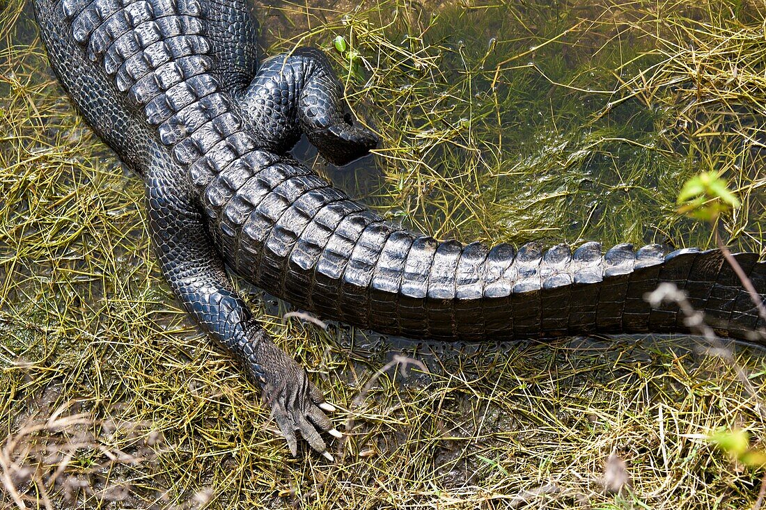 Everglades, Florida - Dec 2008 - American Alligator Alligator mississippiensis in wetlands along Alligator Alley in South Florida