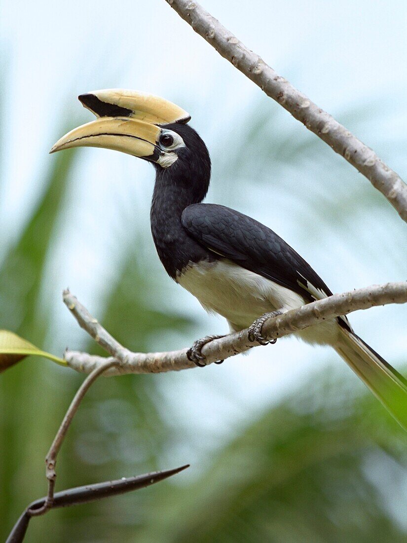 Oriental pied hornbill  Scientific name: Anthracoceros albirostris  Pangkor Laut, Malaysia
