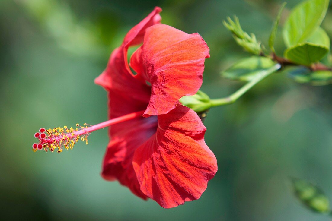 Red hibiscus flower  Scientific name: Hibiscus rosa sinensis  Corfu island, Greece