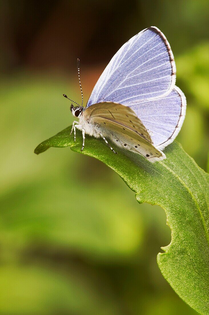 Male of Holly Blue butterfly  Scientific name: Celastrina argiolus  June, Central Russia