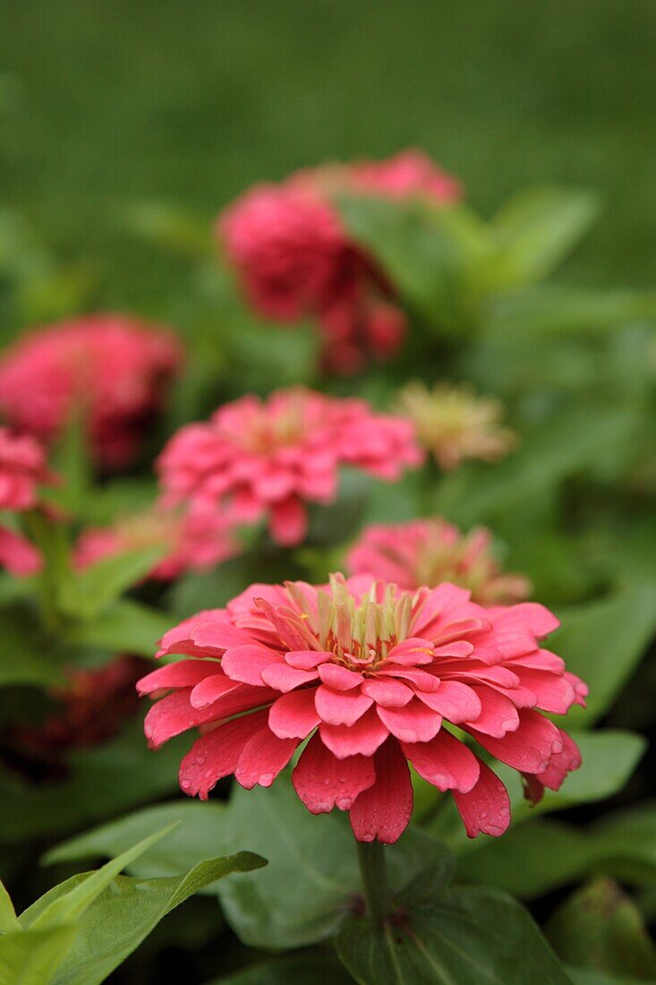 Magellan Coral Zinnia flowers during the summer months at Prescott Park in Portsmouth, New Hampshire USA
