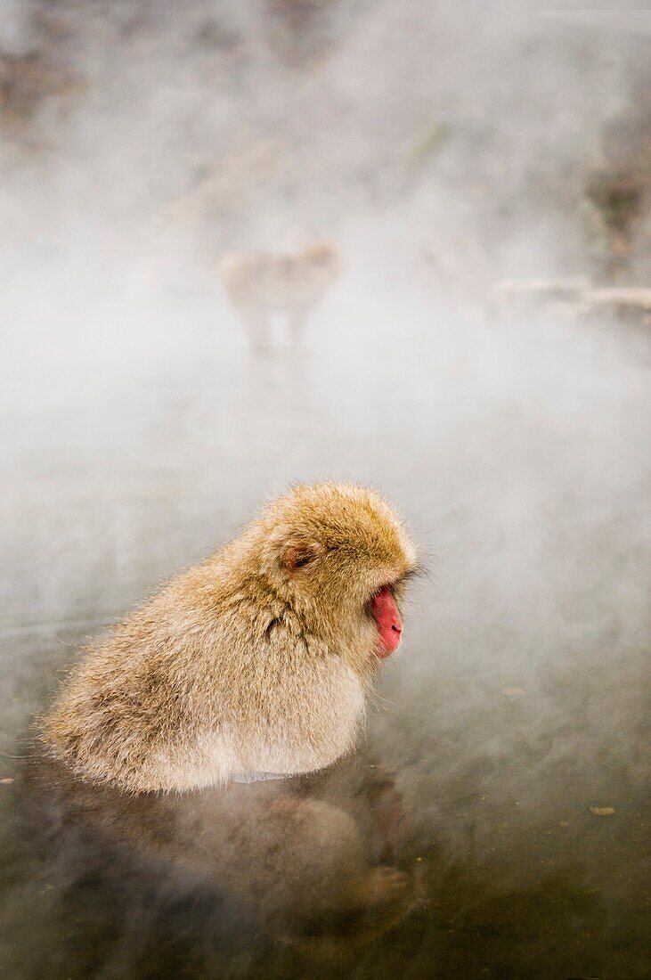 Japanese Macaque Macaca fuscata snow monkey Nagano Japan