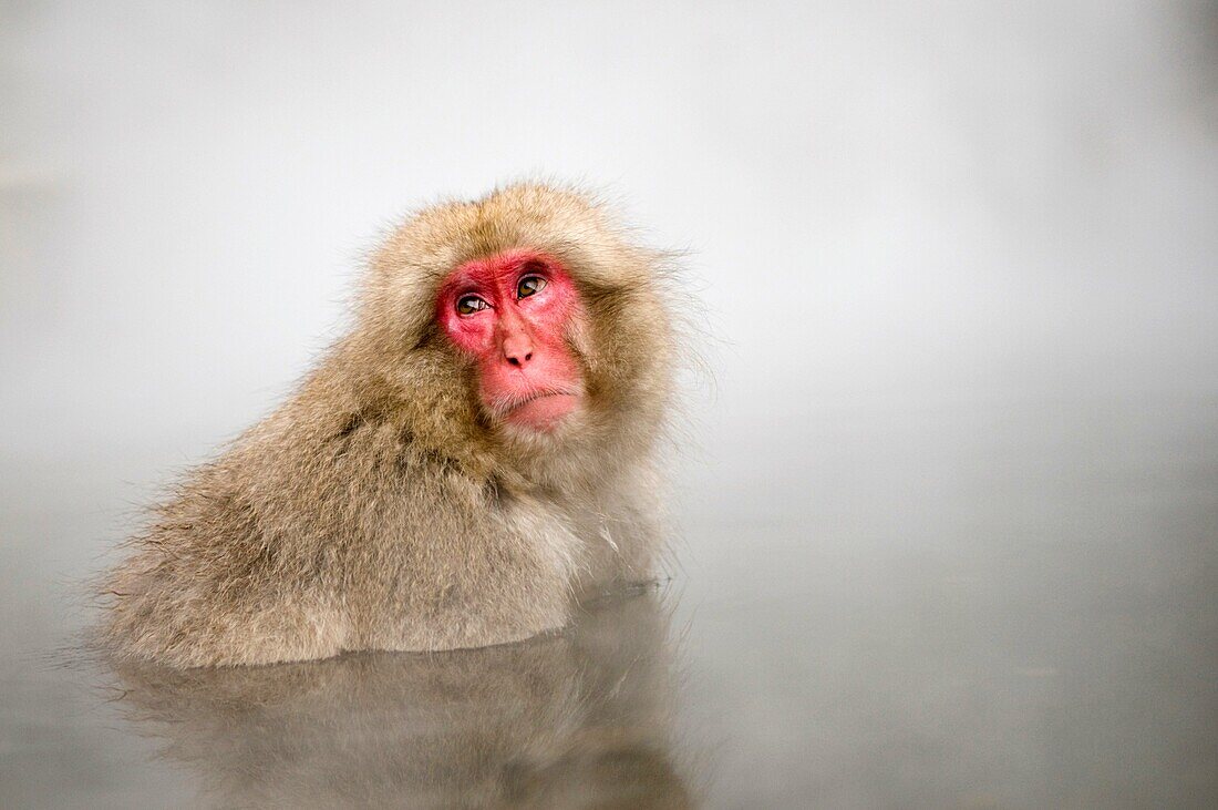 Japanese Macaque Macaca fuscata snow monkey Nagano Japan