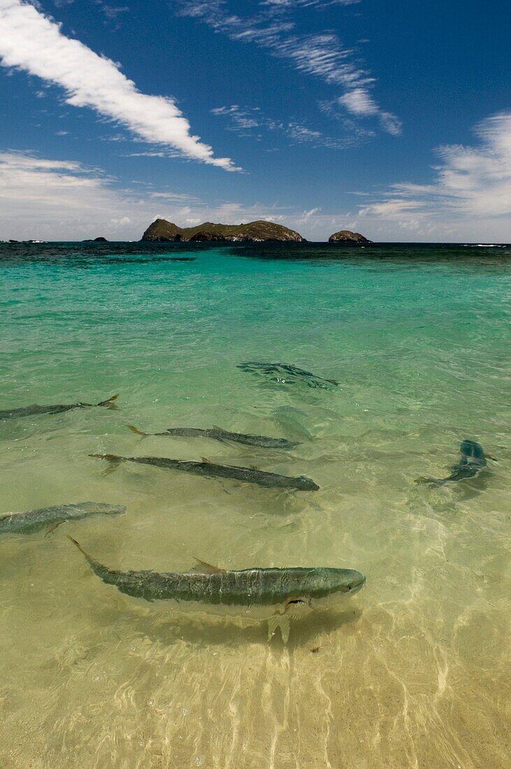 Kingfish at Ned´s Beach at Lord Howe Island NSW Australia