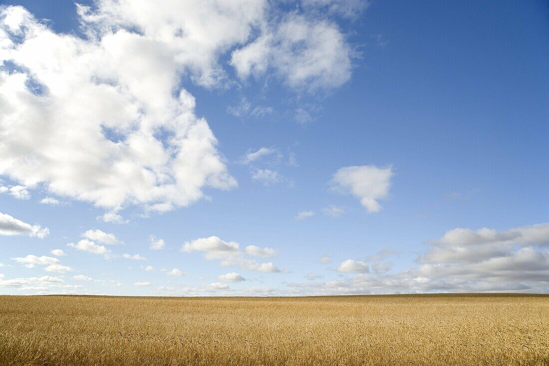 Wheat, field, blue, sky, landscape, crop, agriculture, land, horizontal, scene, scenic, golden, colour, color, food, cash crop, countryside, rural, horizon, farm, farming, Overberg, South Africa