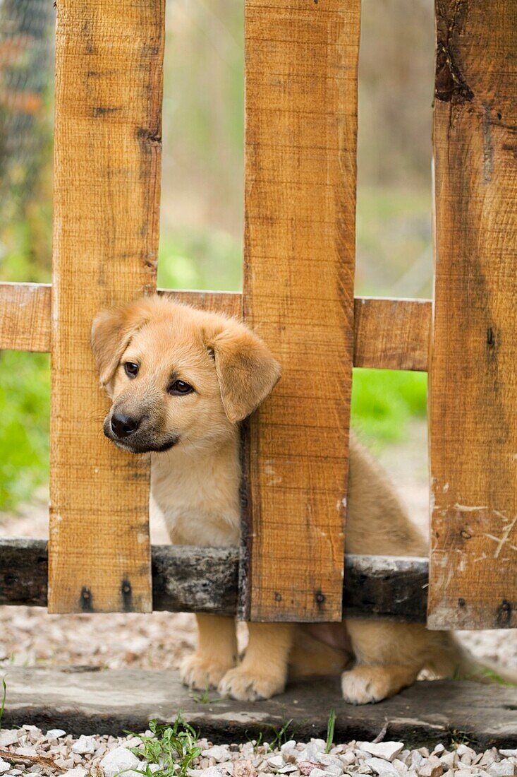 Cachorro metiendo la cabeza en una valla