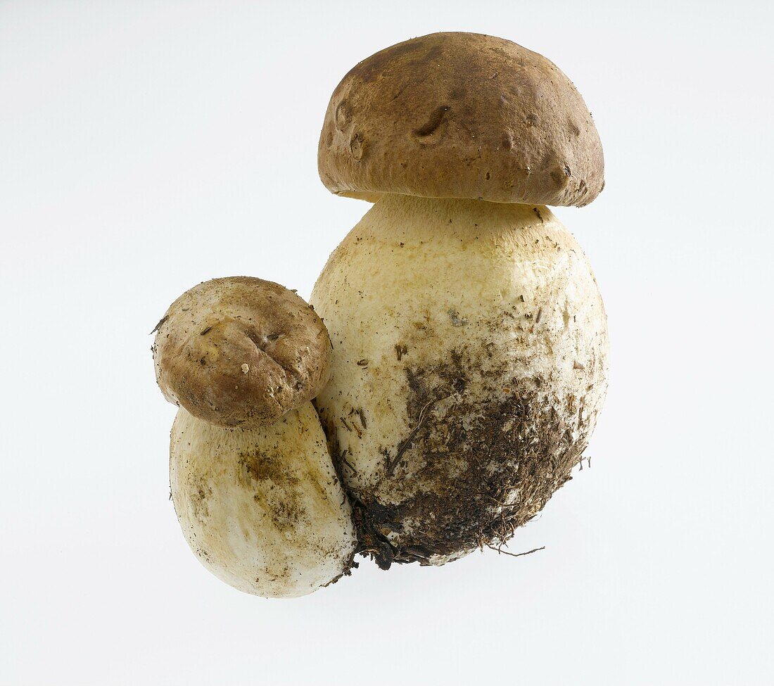 Cep or Penny Bun mushroom Boletus edulis