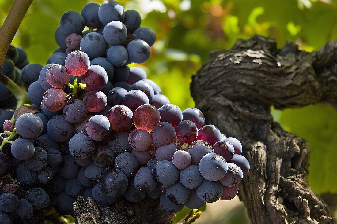 Garnacha vineyard  Navarra  Spain