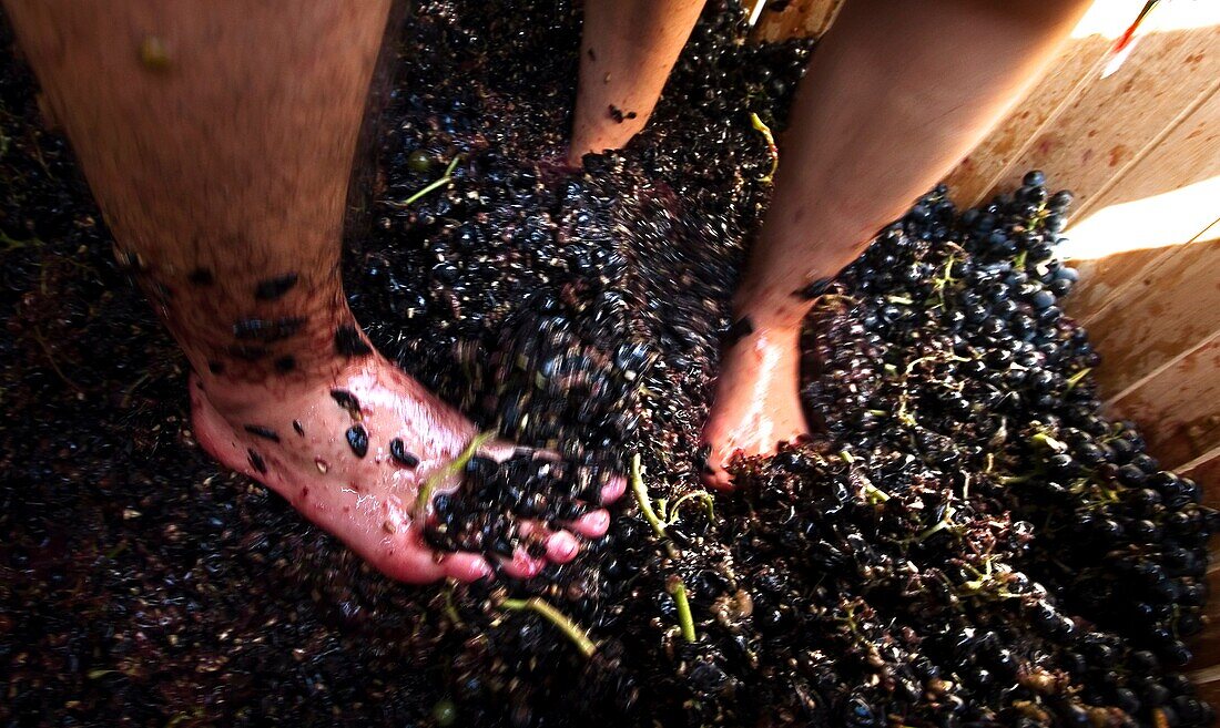 Feet mashing grapes  Grape harvest festival  Alava  Basque country  Spain