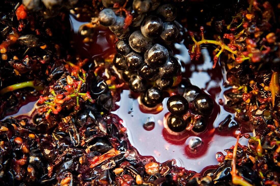 Feet mashing grapes Grape harvest festival  El Ciego  Alava  Basque country  Spain