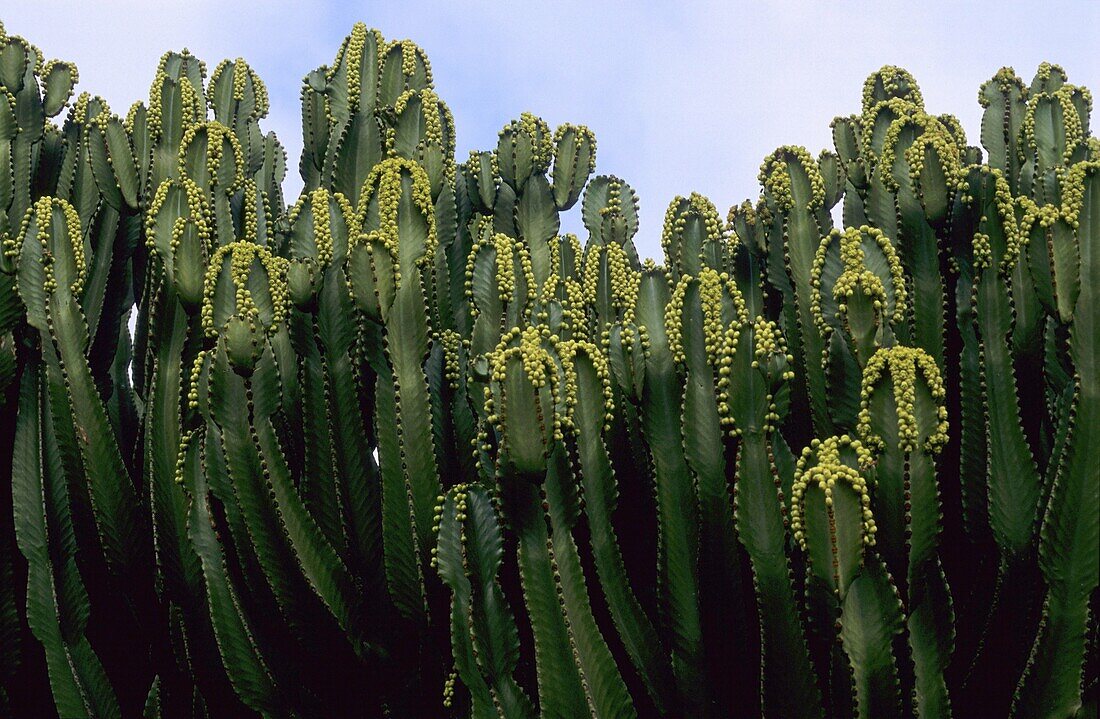 Cactus plants grow along a seafront  Fuerteventura  Canary Islands  Spain