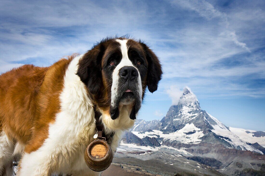 St  Bernhards with Matterhorn background  Switzerland