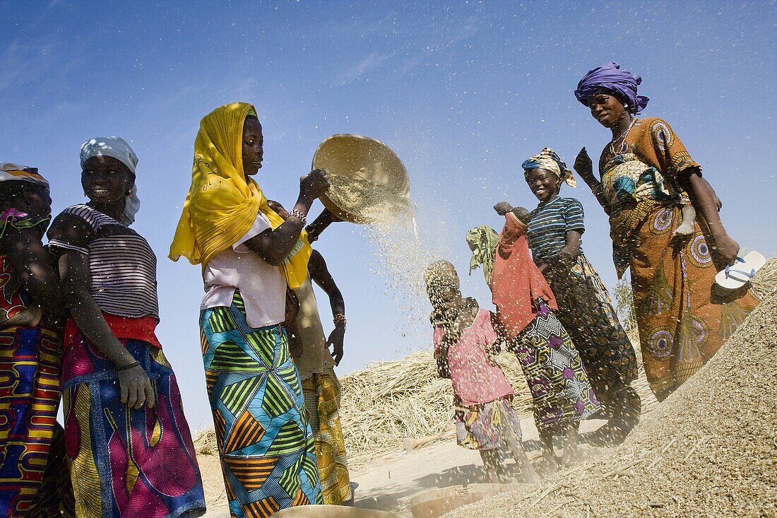 Group of women winnowing millet  Takorka  Niger
