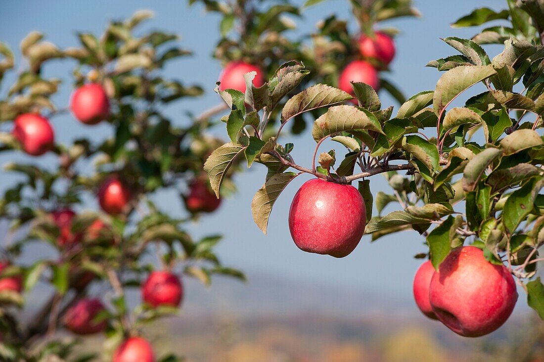 Apples at Catoctin Mountain Orchard, Thurmont Maryland