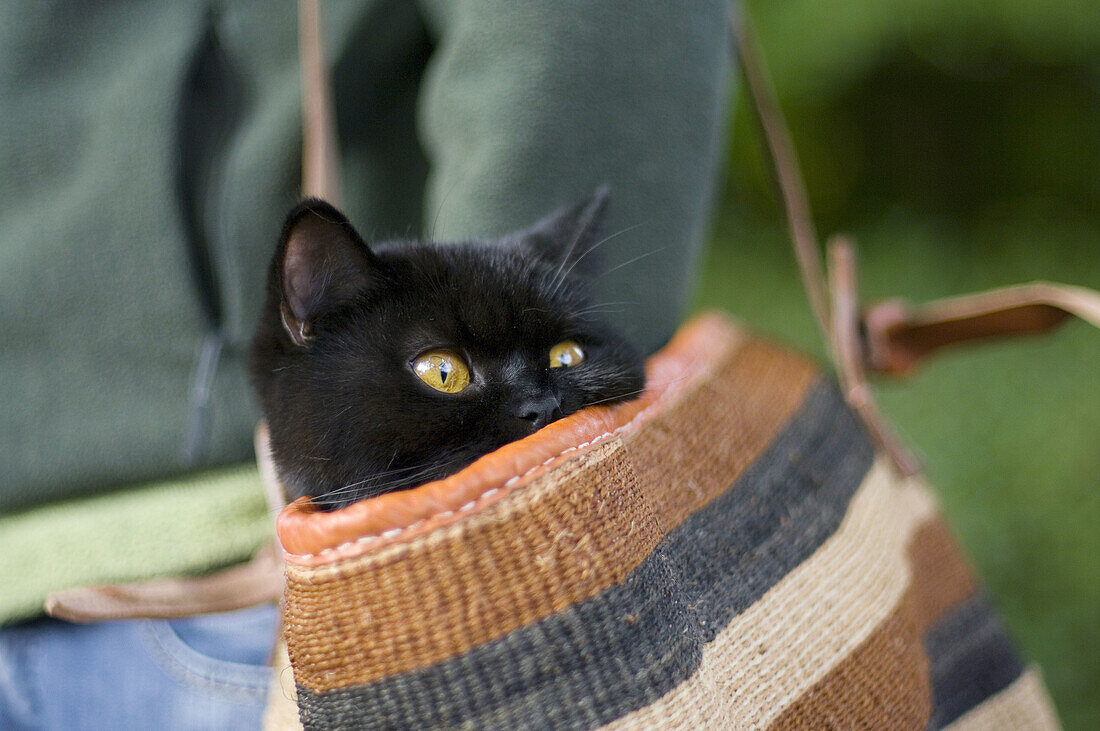 Black, British Shorthair, Cat, Eyes, Female, Yellow, Young, X4A-892986, agefotostock 