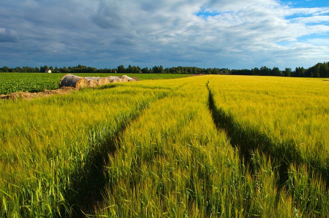 Grain crop field western Finland northern Europe