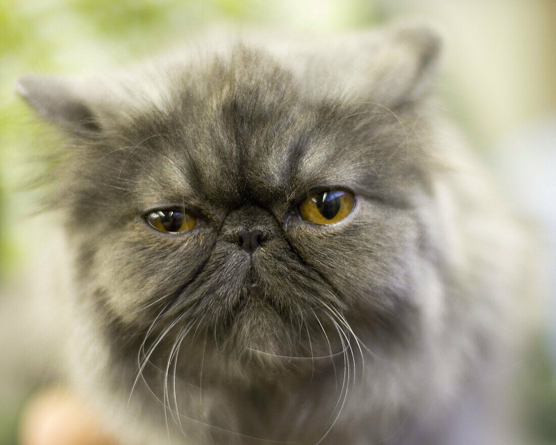 FIFe International Cat Show in Hamburg, Germany 2009  Persian cat