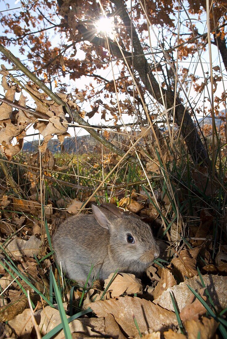 Young rabbit  Conejo de campo joven  Oryctolagus cuniculus  Ourense, España