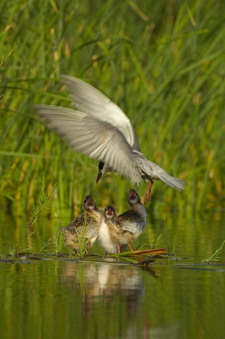 Nido de fumarel cariblanco whiskered tern nest Chlidonias hybrida Sevilla, España