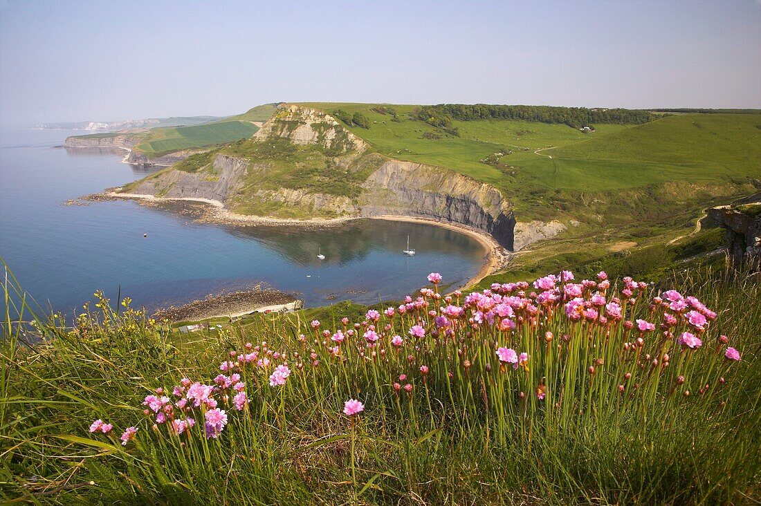 View of Chapmans Pool and Egmont Point with Kimmeridge in the distance and Thrift in the forground Dorset