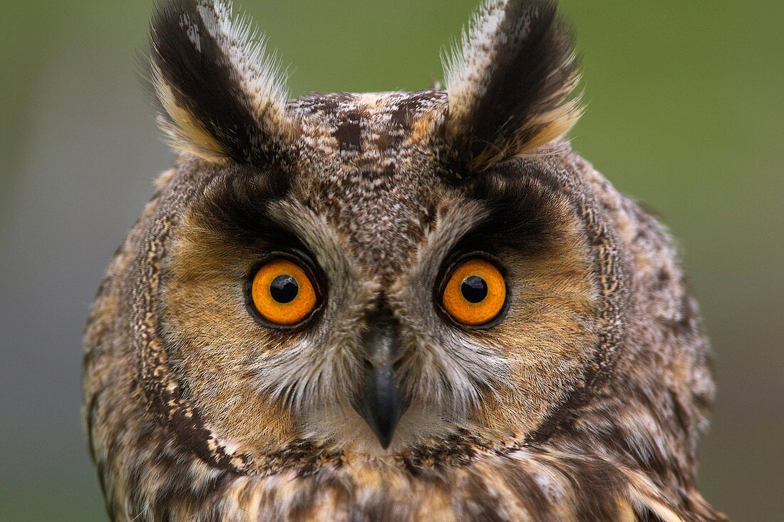 Long eared Owl Asio otus head shot Isle of May Scotland