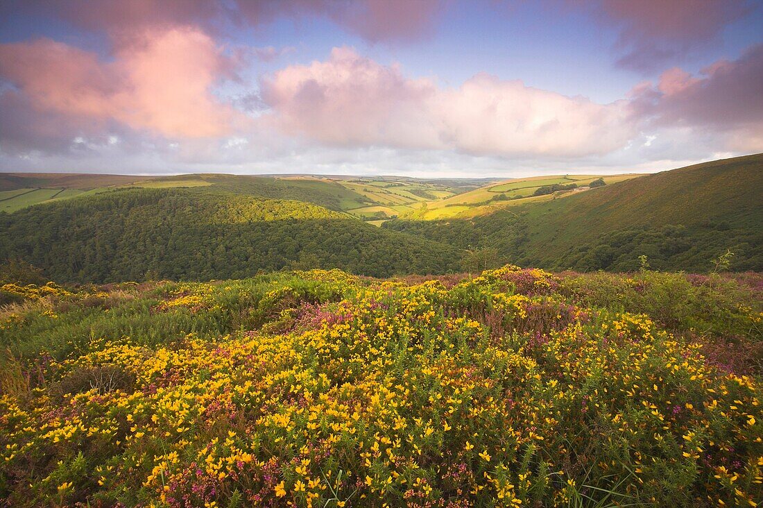 View from County Gate just after Dawn on the Somerset Devon Border Exmoor