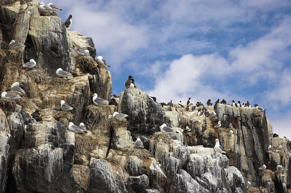 Guillemots Uria aalge and Kittiwakes Larus tridactyla on Rock stacks Farne Islands Northumberland