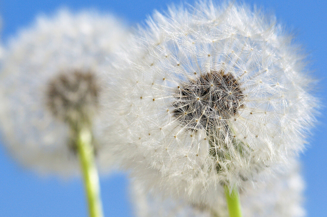 Detailed View of Dandelion Seed With Blue Sky