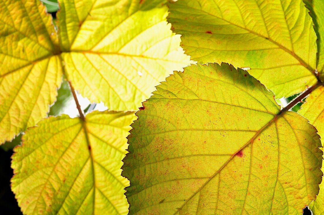 Leaf Close Up