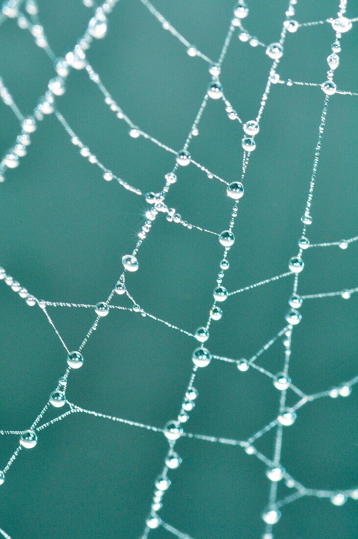 Spiderweb Covered with Melting White Frost