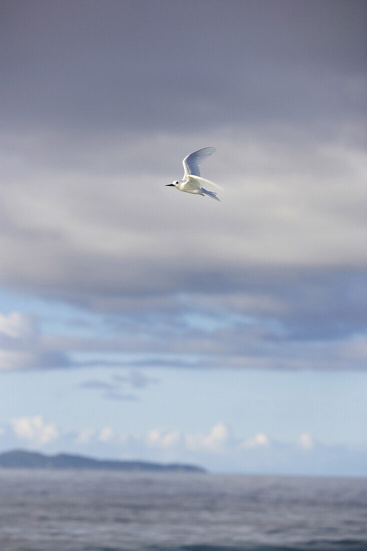 Fliegende Möwe, Cousine Island, Seychellen