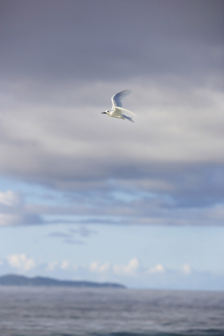 Flying gull, Cousine Island, Seychelles