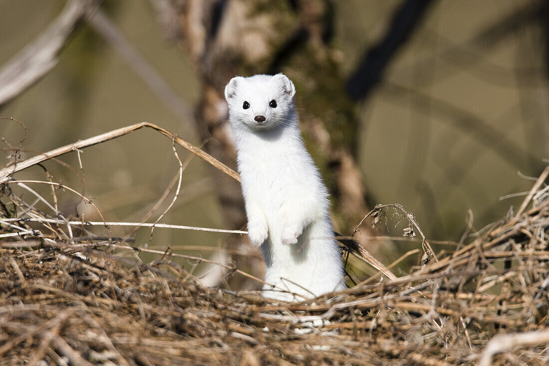Stoat with a white winter coat standing upright, Mustela erminea, Germany