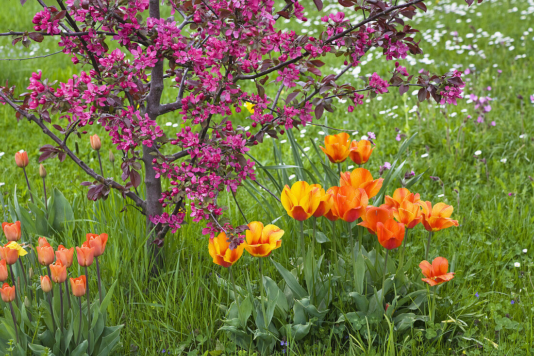 Apple tree and tulips in Spring, Bavaria, Germany