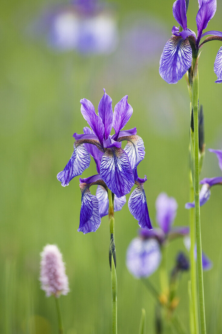 Siberian Iris, Iris sibirica, Bavaria, Germany