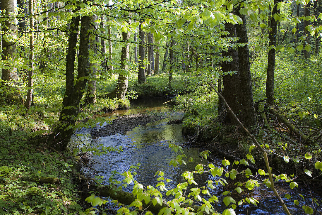 Waldbach, Oberbayern, Deutschland